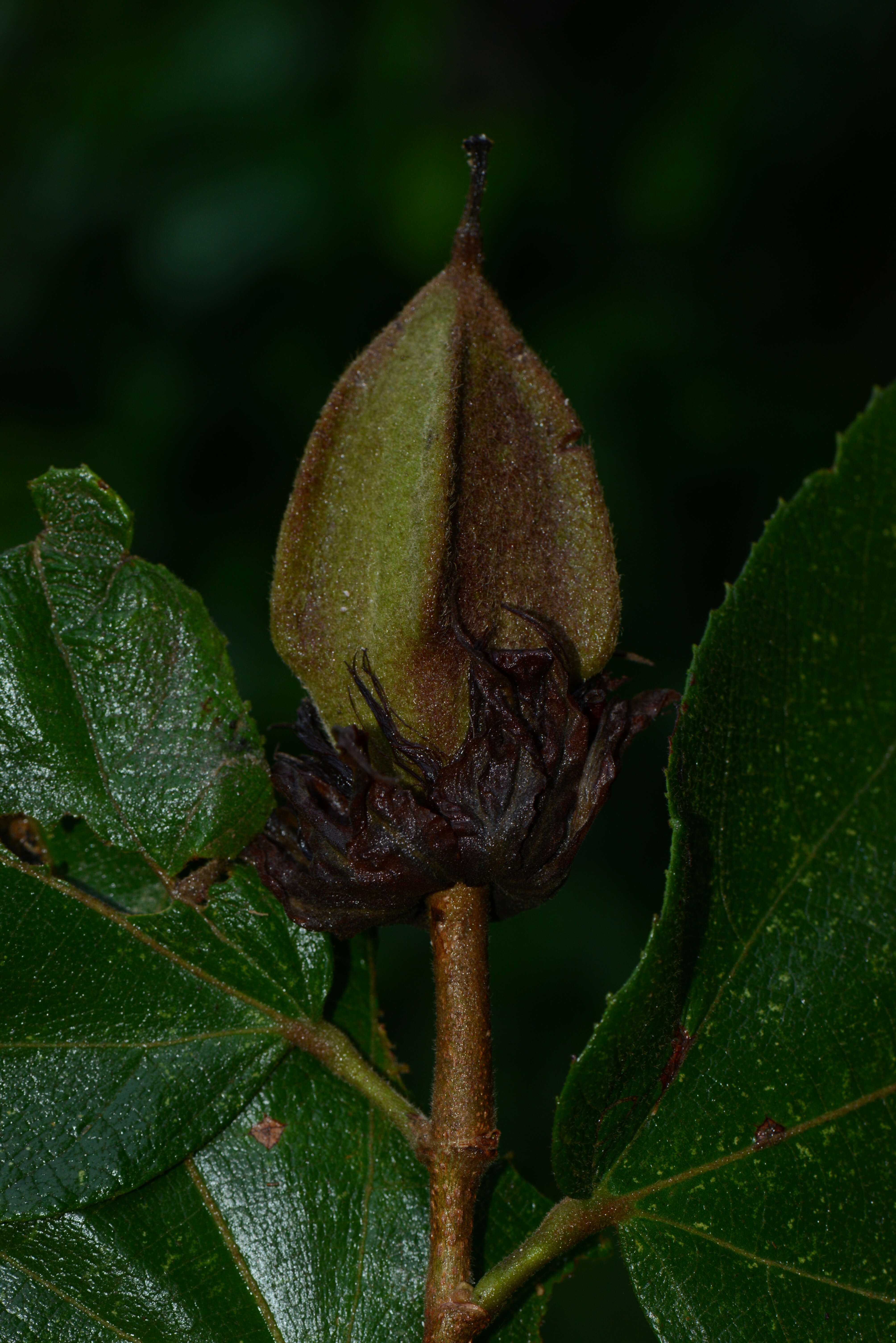 Image of Luehea candida (DC.) Mart.