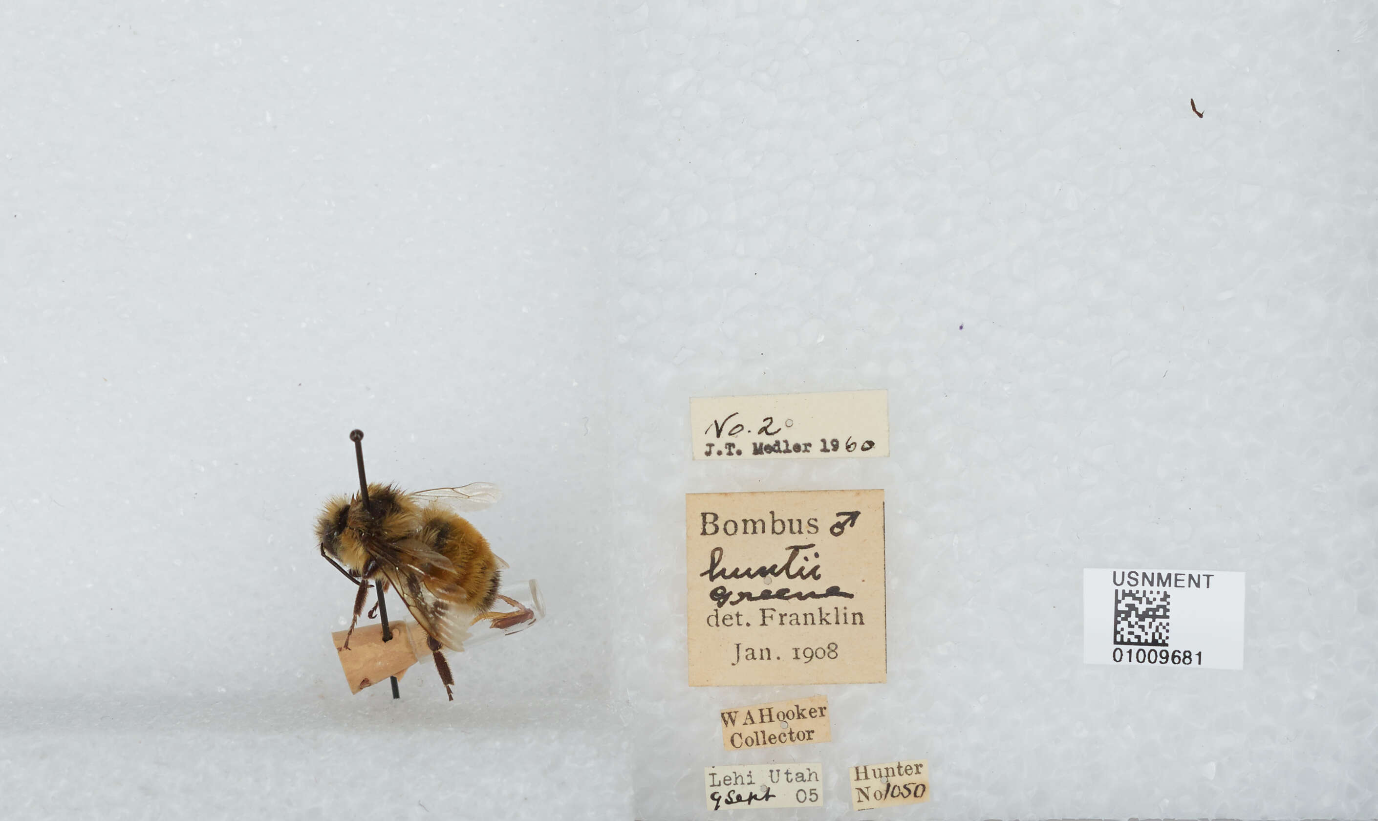 Слика од Bombus huntii Greene 1860