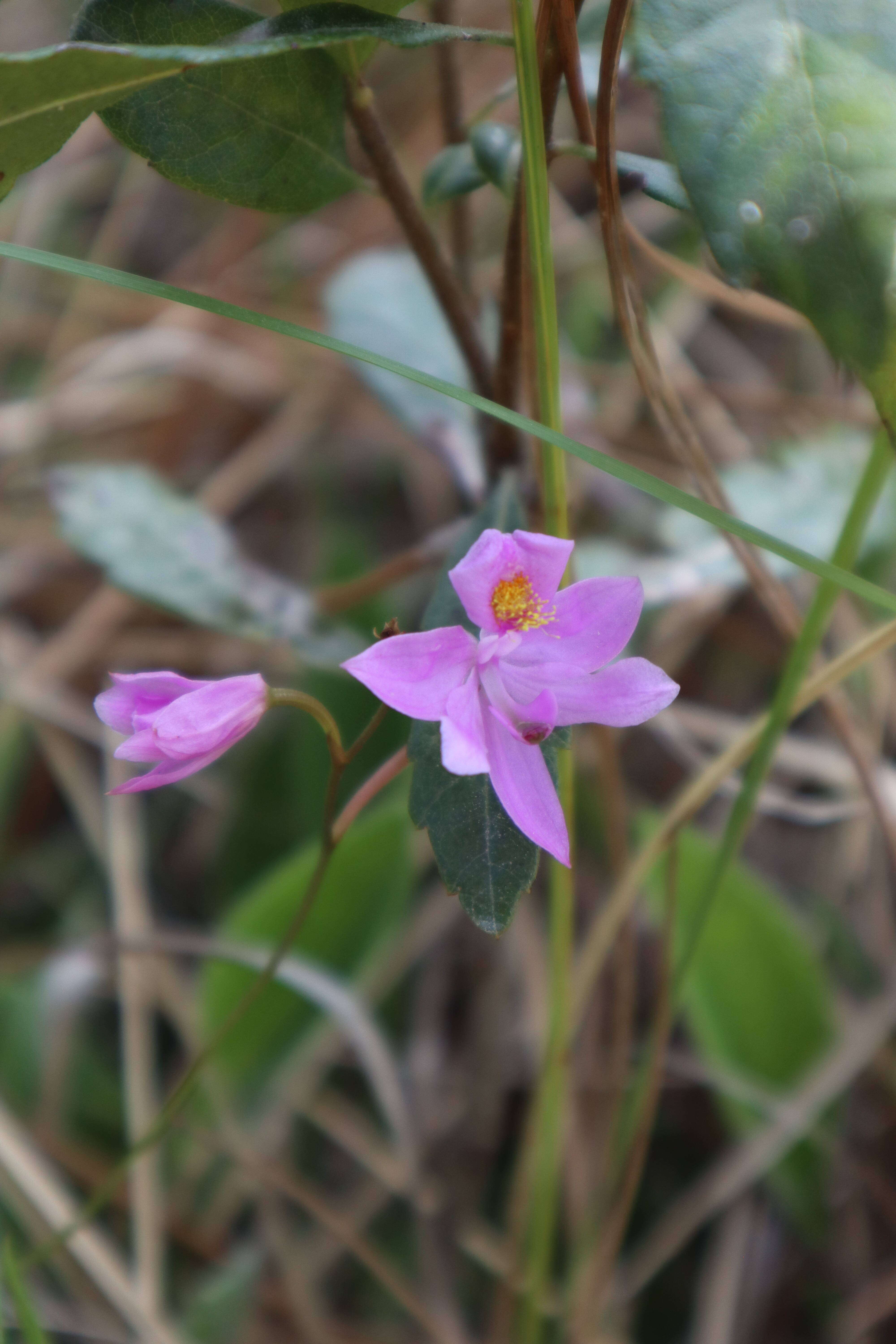 Image of Calopogon R. Br.