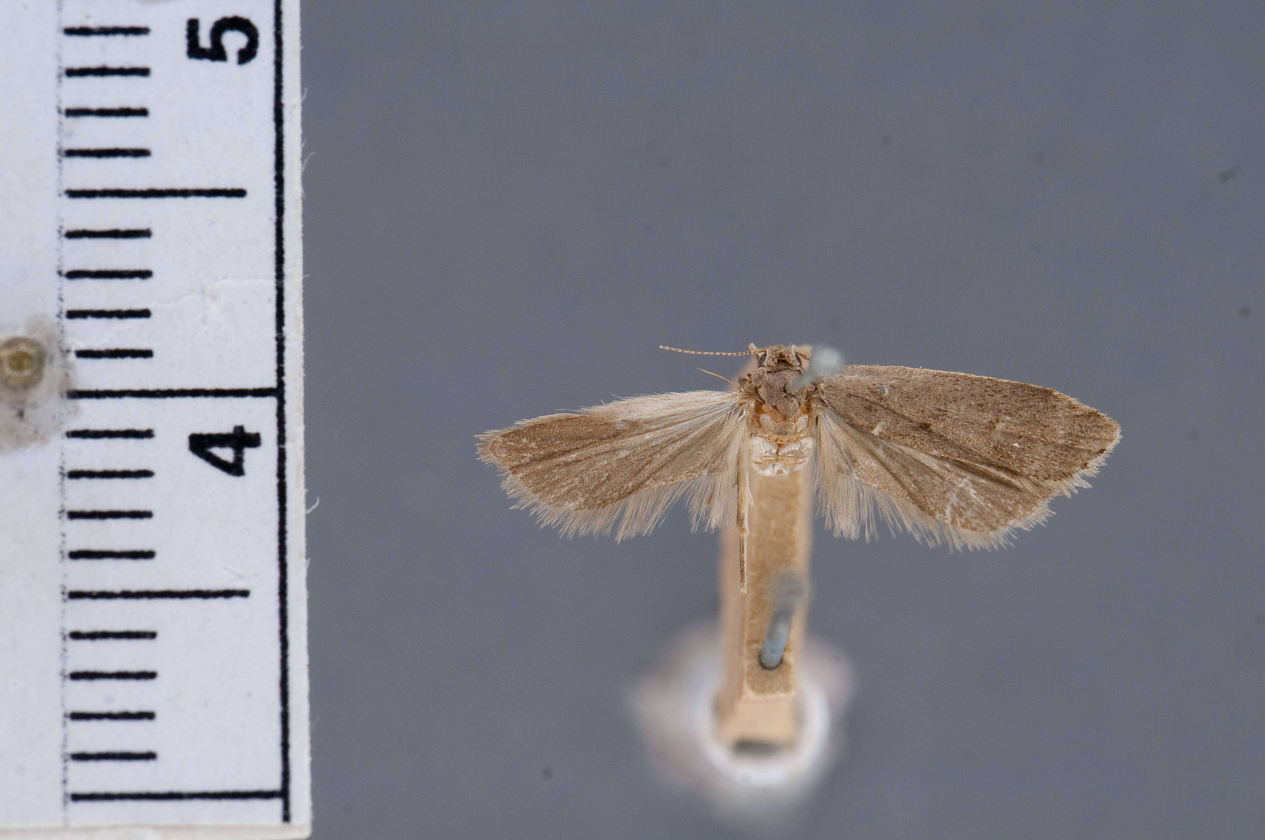 Image of Anacampsis rhoifructella Clemens 1861