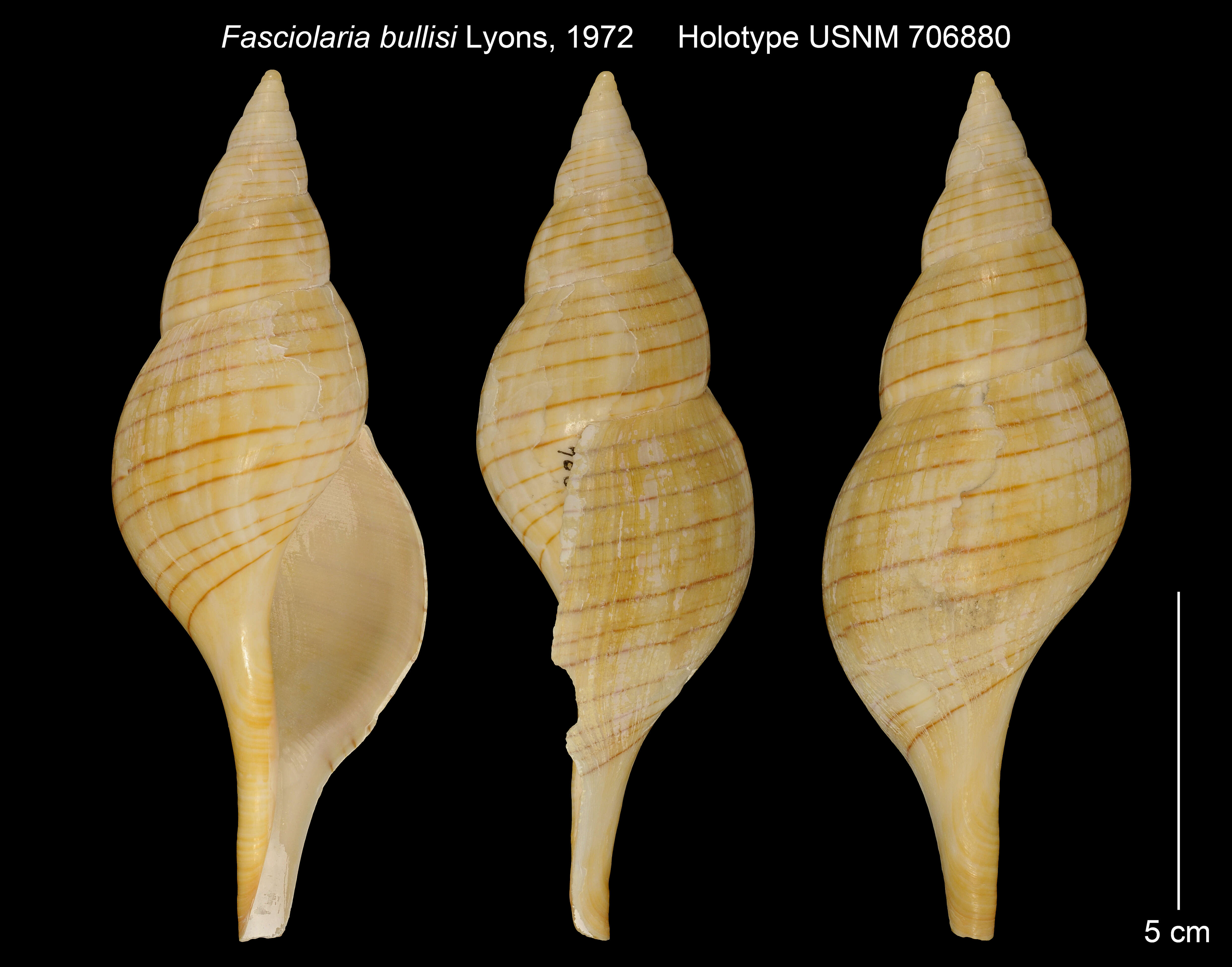 Image de Fasciolaria bullisi Lyons 1972