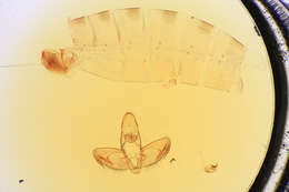 صورة Palinorsa acritomorpha Clarke 1964