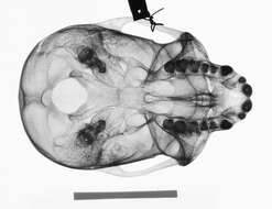 Image of Cercopithecus cephus cephodes Pocock 1907