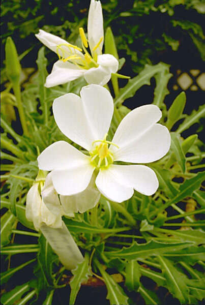 Imagem de Oenothera cespitosa subsp. marginata (Nutt. ex Hook. & Arn.) Munz