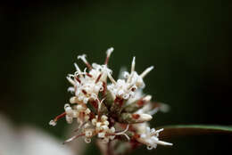 Image of mountain ashdaisy