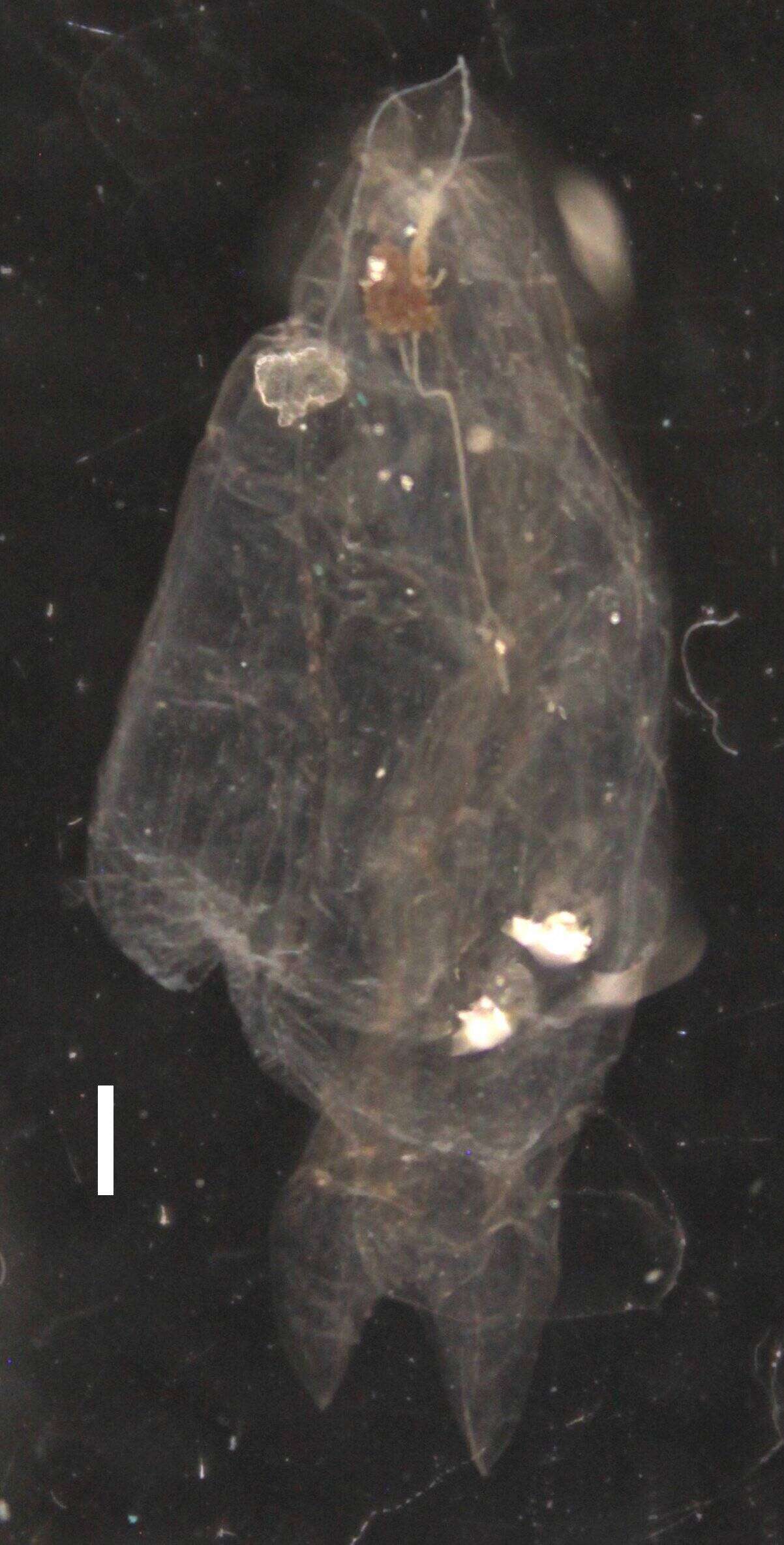 Image of Clausophyes galeata Lens & van Riemsdijk 1908