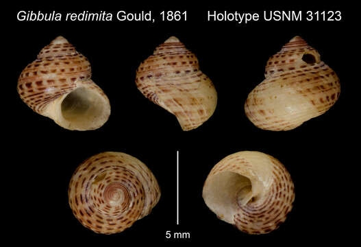 Sivun Lirularia redimita (Gould 1861) kuva