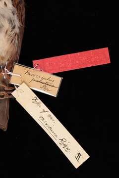Image of Mexican Song Sparrow