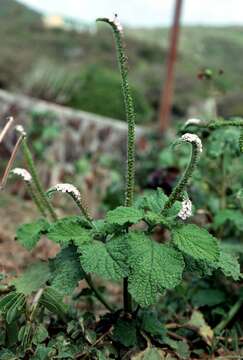 Image of Indian heliotrope