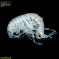 Image of Amphipoda