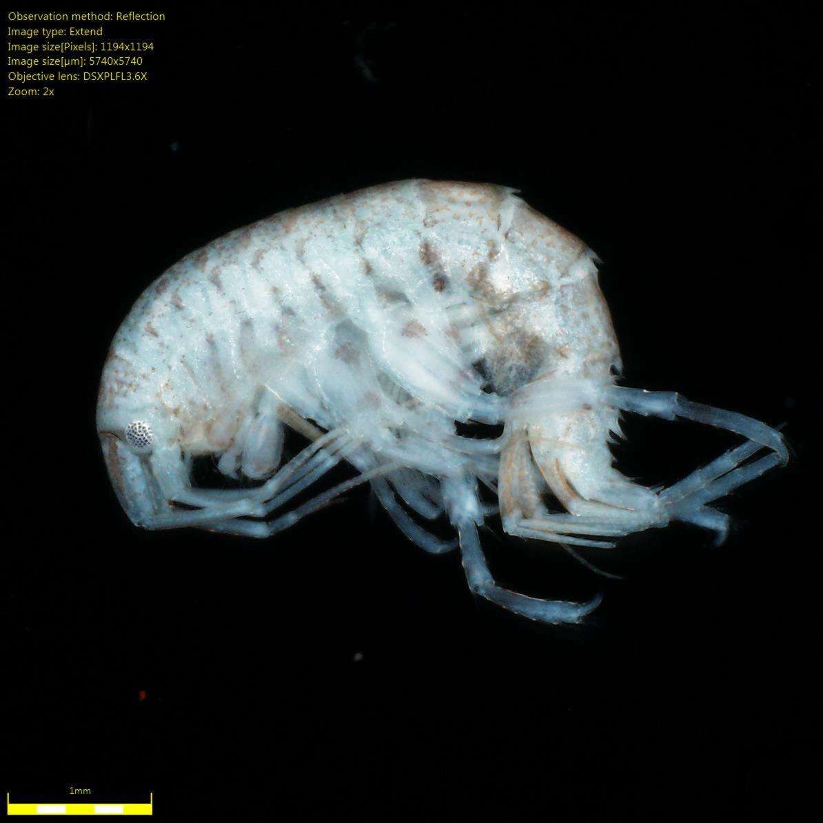 Image of Amphipoda