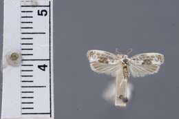 Image of Ethmia elutella Busck 1914