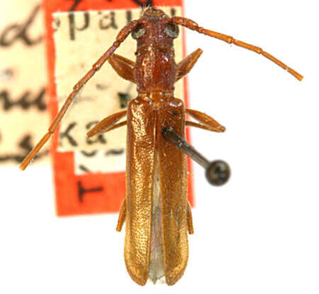 Image of Malobidion brunneum Schaeffer 1908