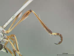 Image of Leptogaster hirtipes Coquillett 1904