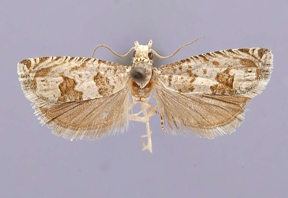 Image of Eucosma metariana Heinrich 1923