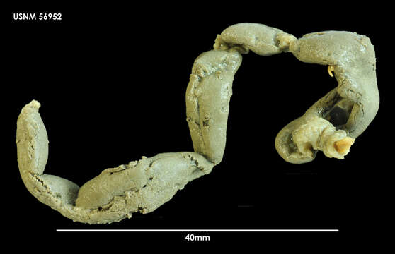 Image de Melinnopsis collaris (Hartman 1967)