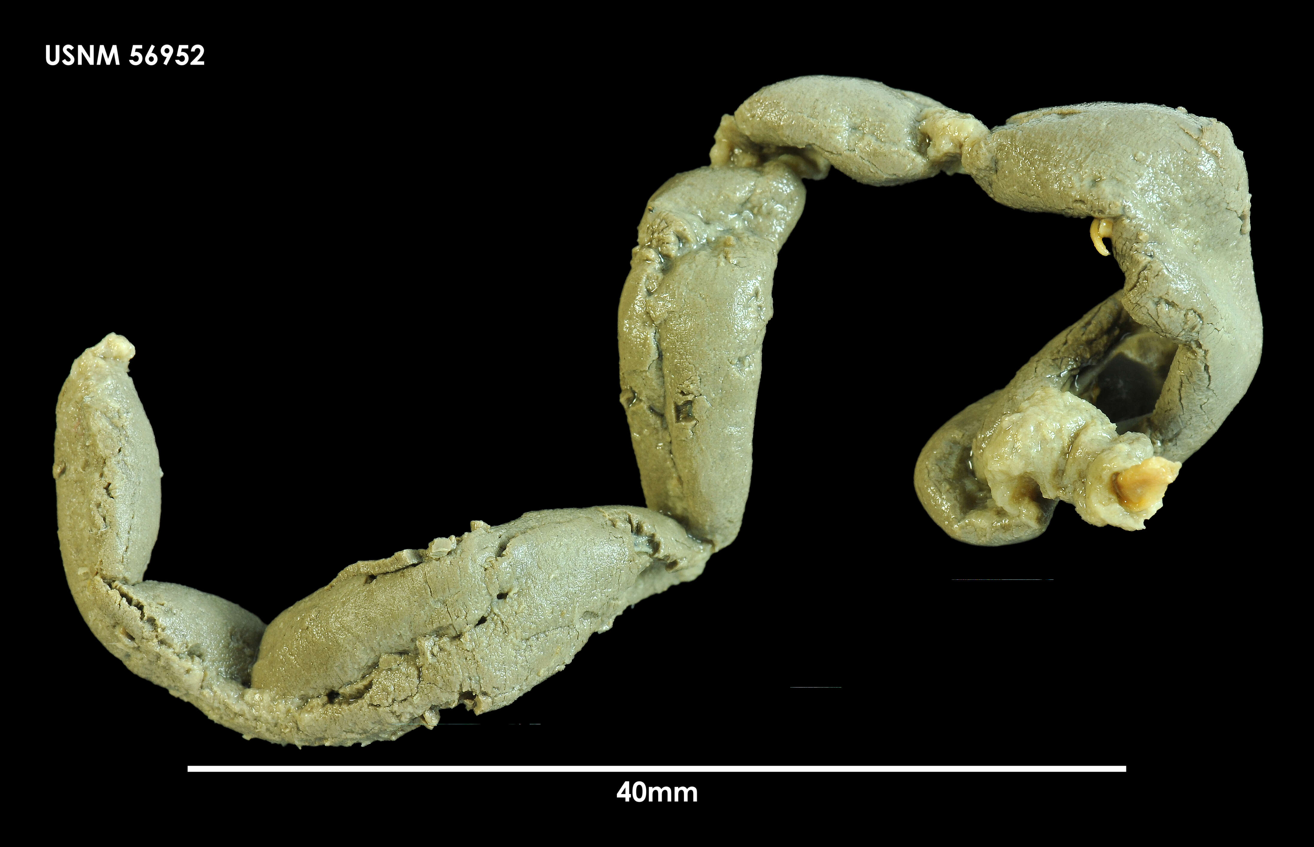 Image de Melinnopsis collaris (Hartman 1967)