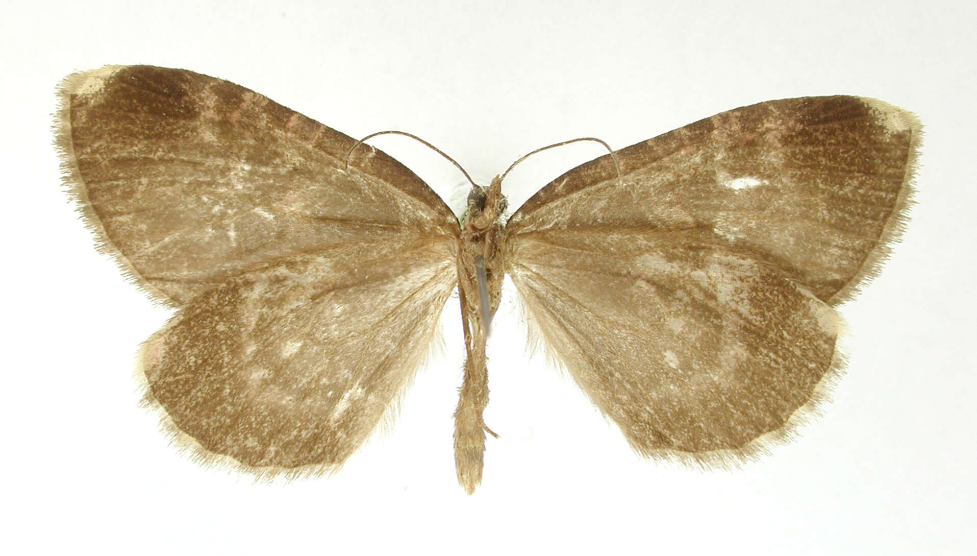 Image of Erebochlora fusimacula Dognin 1911
