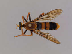 Image de Chrysopogon albopunctatus (Macquart 1846)