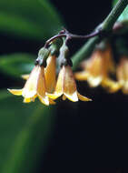 Image de Chiococca alba (L.) Hitchc.