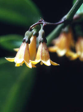 Image of West Indian milkberry