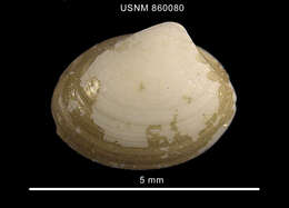 Image of Nucula Lamarck 1799