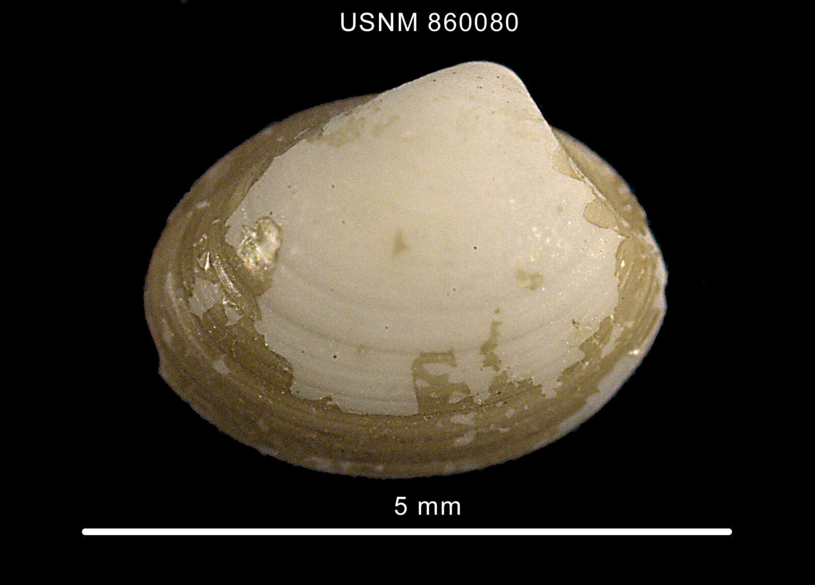 Image de Nucula Lamarck 1799