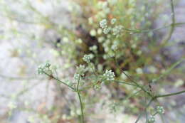 Imagem de Eryngium cuneifolium Small