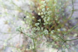 Image of wedgeleaf eryngo