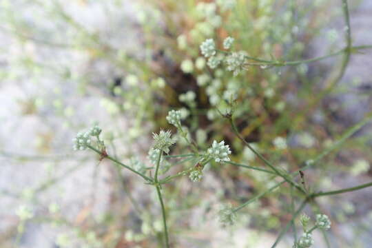 Eryngium cuneifolium Small resmi