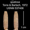 Imagem de Gongylostoma spatiosa C. Torre & Bartsch 1972