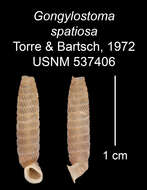 Imagem de Gongylostoma spatiosa C. Torre & Bartsch 1972