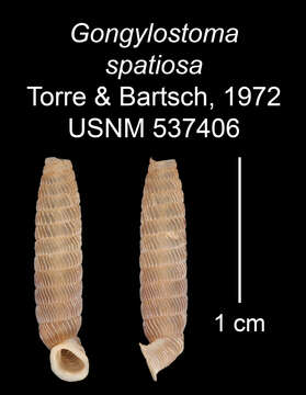 Imagem de Gongylostoma spatiosa C. Torre & Bartsch 1972