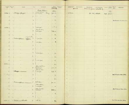 Image of Malacopteron magnirostre magnirostre (Moore & F 1854)