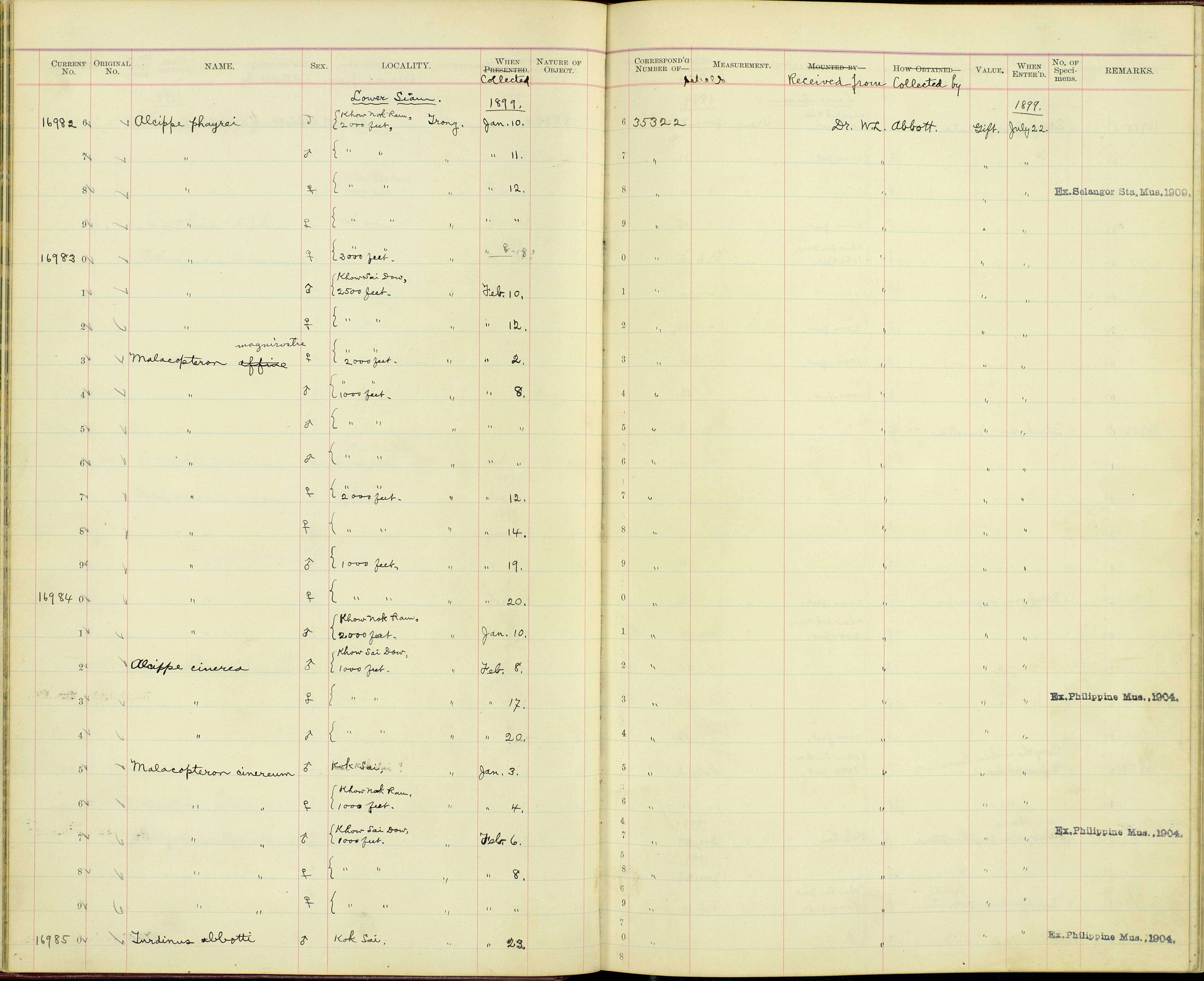 Image of Malacopteron magnirostre magnirostre (Moore & F 1854)