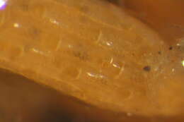 Image of Microporina articulata (Fabricius 1821)