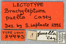 Image of Brachyleptura puella Casey 1913