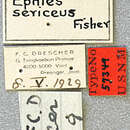 Image of Ephies sericeus Fisher 1936