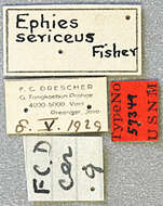 Image of Ephies sericeus Fisher 1936