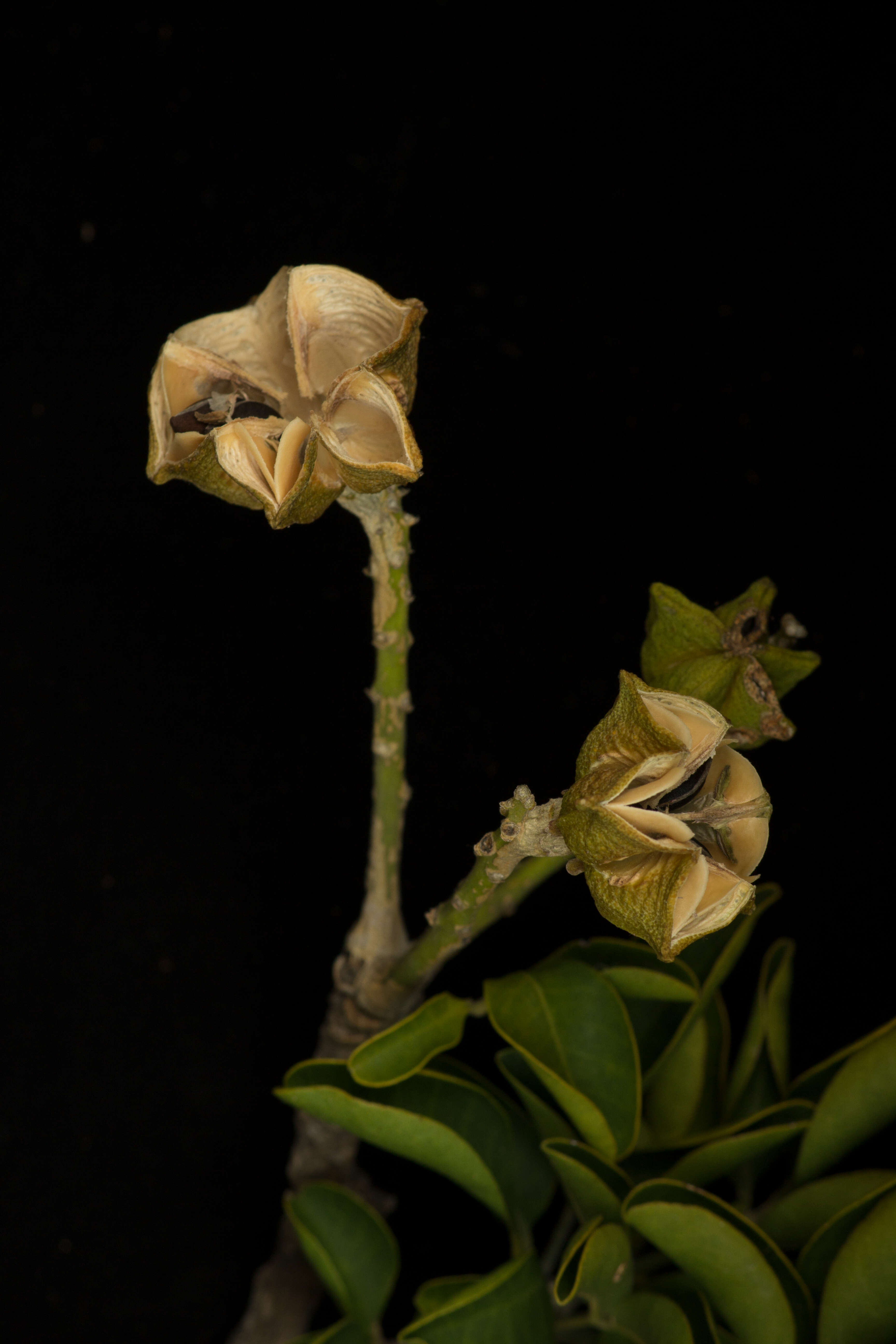 Image of Esenbeckia berlandieri subsp. litoralis (Donnell-Smith) Kaastra