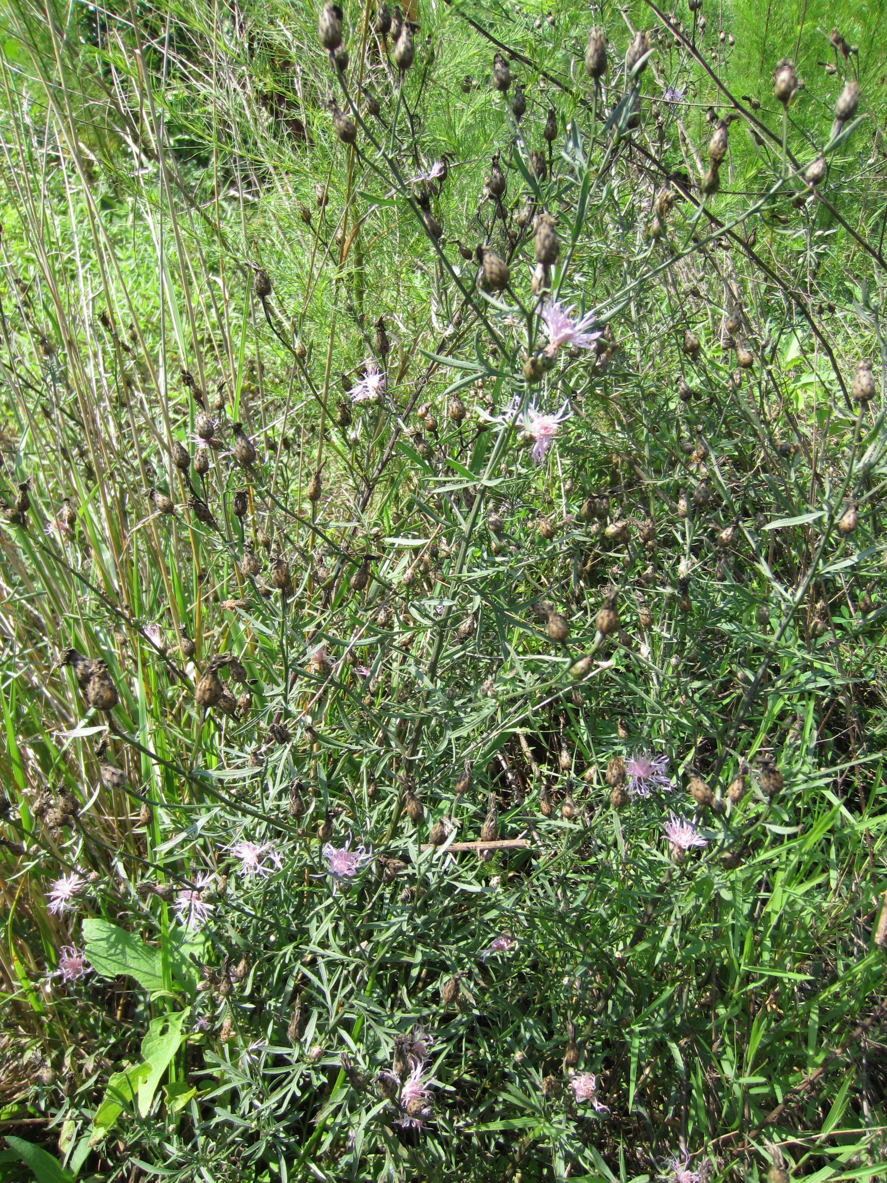 Image of Centaurea stoebe subsp. stoebe