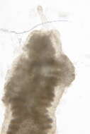 Image of Lineidae