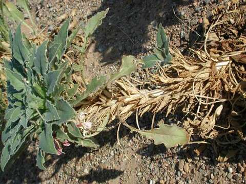 Oenothera cespitosa subsp. navajoensis W. L. Wagner, R. E. Stockhouse & W. M. Klein resmi