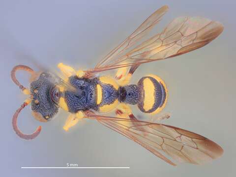 Cerceris pictiventris philippinica Tsuneki 1992 resmi