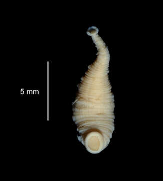 Image of <i>Stibarobdella tasmanica</i>