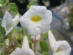 Image of Achimenes dulcis C. V. Morton