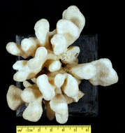 Image of Smooth Cauliflower Coral