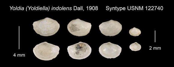 Image of Yoldiella indolens (Dall 1908)