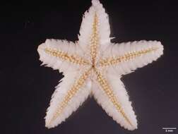 Image of Astropecten cingulatus Sladen 1883