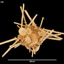 Image of Goniocidaris (Aspidocidaris) parasol Fell 1958